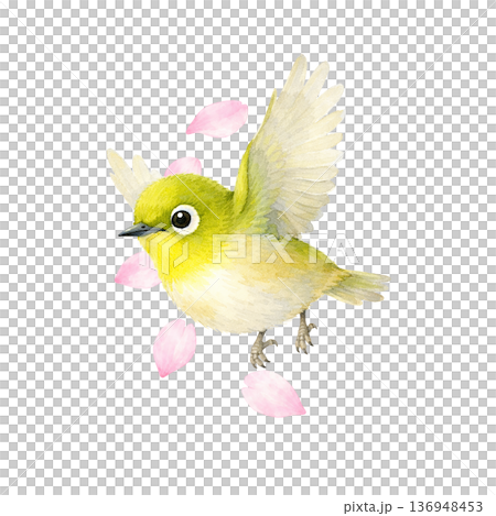 舞う桜と飛ぶメジロ 水彩風 春イラスト素材 136948453