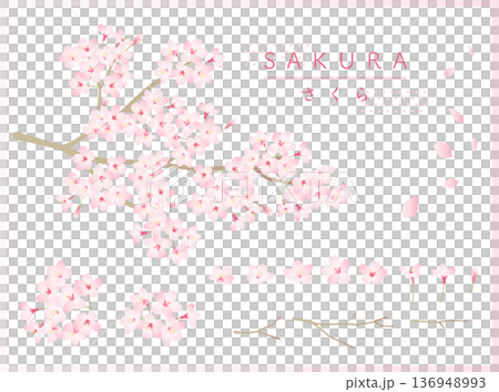 櫻花矢量插圖集 136948993