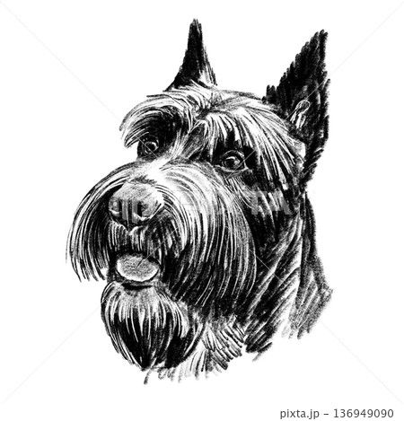 Black and white hand-drawn portrait of a Giant Schnauzer in detailed sketch style. Distinctive beard, bushy eyebrows, and cropped ears rendered with rich textured shading. Strong working breed. . High 136949090