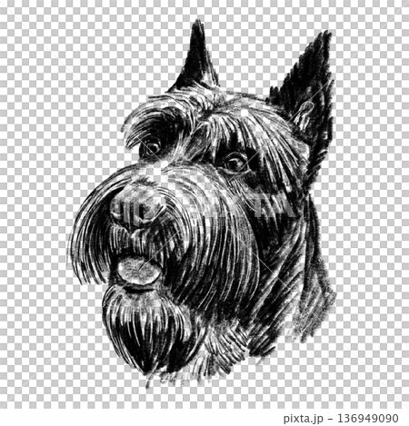 Black and white hand-drawn portrait of a Giant Schnauzer in detailed sketch style. Distinctive beard, bushy eyebrows, and cropped ears rendered with rich textured shading. Strong working breed. . High Black and white hand-drawn portrait of a Giant Schnauzer in detailed sketch style. Distinctive beard, bushy eyebrows, and cropped ears rendered with rich textured shading. Strong working breed. . High 136949090