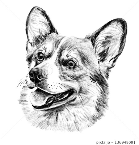 Black and white hand-drawn portrait of a Welsh Corgi in detailed sketch style. Fluffy fur, large upright ears, and joyful expression rendered with rich textured shading. Beloved companion breed Black and white hand-drawn portrait of a Welsh Corgi in detailed sketch style. Fluffy fur, large upright ears, and joyful expression rendered with rich textured shading. Beloved companion breed 136949091