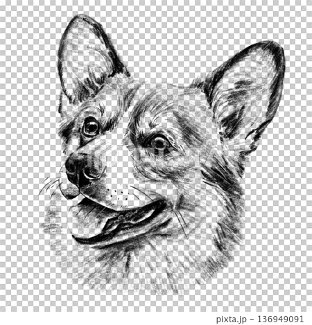 Black and white hand-drawn portrait of a Welsh Corgi in detailed sketch style. Fluffy fur, large upright ears, and joyful expression rendered with rich textured shading. Beloved companion breed Black and white hand-drawn portrait of a Welsh Corgi in detailed sketch style. Fluffy fur, large upright ears, and joyful expression rendered with rich textured shading. Beloved companion breed 136949091