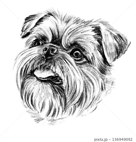 Black and white hand-drawn portrait of a Brussels Griffon in detailed sketch style. Wiry fur, large expressive eyes, and distinctive muzzle rendered with rich textured shading. Decorative toy breed Black and white hand-drawn portrait of a Brussels Griffon in detailed sketch style. Wiry fur, large expressive eyes, and distinctive muzzle rendered with rich textured shading. Decorative toy breed 136949092