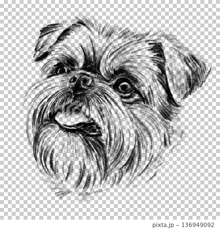Black and white hand-drawn portrait of a Brussels Griffon in detailed sketch style. Wiry fur, large expressive eyes, and distinctive muzzle rendered with rich textured shading. Decorative toy breed Black and white hand-drawn portrait of a Brussels Griffon in detailed sketch style. Wiry fur, large expressive eyes, and distinctive muzzle rendered with rich textured shading. Decorative toy breed 136949092