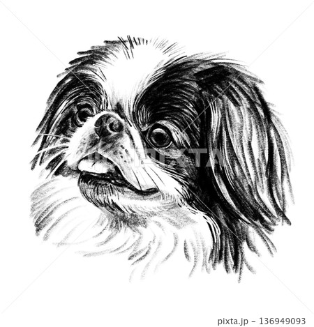 Black and white hand-drawn portrait of a Japanese Chin in detailed sketch style. Silky fur, large expressive eyes, and delicate features rendered with rich textured shading. Decorative toy breed Black and white hand-drawn portrait of a Japanese Chin in detailed sketch style. Silky fur, large expressive eyes, and delicate features rendered with rich textured shading. Decorative toy breed 136949093