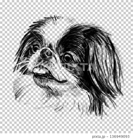 Black and white hand-drawn portrait of a Japanese Chin in detailed sketch style. Silky fur, large expressive eyes, and delicate features rendered with rich textured shading. Decorative toy breed Black and white hand-drawn portrait of a Japanese Chin in detailed sketch style. Silky fur, large expressive eyes, and delicate features rendered with rich textured shading. Decorative toy breed 136949093