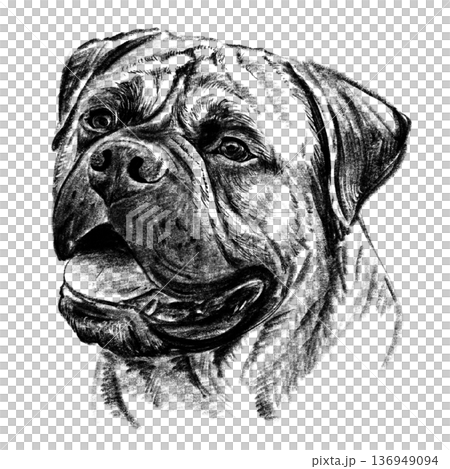 Black and white hand-drawn portrait of a Bullmastiff in detailed sketch style. Strong muzzle, expressive eyes, and powerful features rendered with rich textured shading. Depicts a powerful guard dog Black and white hand-drawn portrait of a Bullmastiff in detailed sketch style. Strong muzzle, expressive eyes, and powerful features rendered with rich textured shading. Depicts a powerful guard dog 136949094