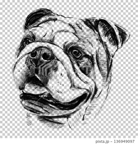 Black and white hand-drawn illustration of an English Bulldog head in cross-hatching technique. Detailed portrait with expressive eyes and distinctive facial folds. Isolated on light background. High 136949097