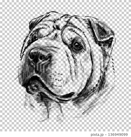 Black and white hand-drawn illustration of a Shar Pei dog head in cross-hatching technique. Detailed portrait with expressive eyes and distinctive skin folds. Isolated on light background. High 136949099