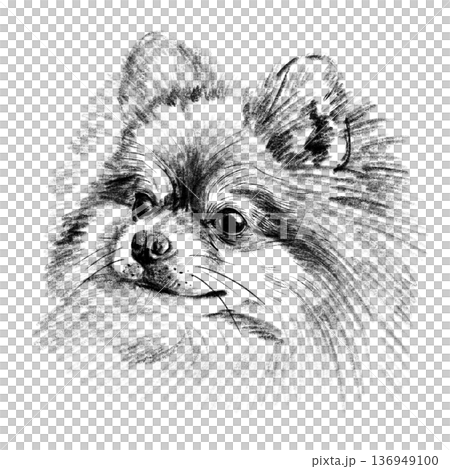 Black and white hand-drawn illustration of a Pomeranian dog head in cross-hatching technique. Detailed portrait with expressive eyes and fluffy textured fur. Isolated on light background. High quality 136949100