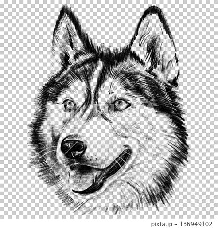 Black and white hand-drawn illustration of a husky dog head in cross-hatching technique. Detailed portrait with expressive eyes and thick fur. Isolated on light background. High quality illustration 136949102