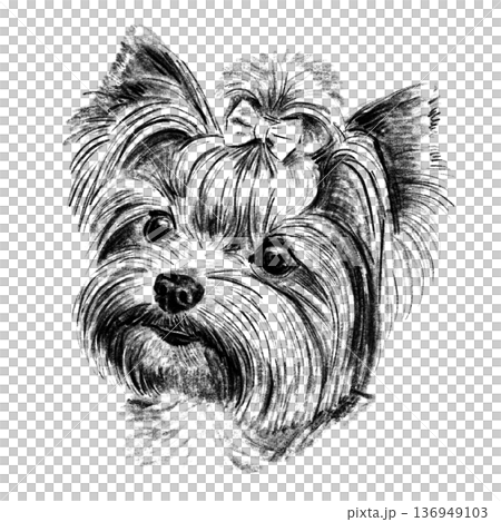 Black and white hand-drawn illustration of a Yorkshire Terrier head in cross-hatching technique. Detailed portrait with expressive eyes and long silky fur. Isolated on light background. High quality Black and white hand-drawn illustration of a Yorkshire Terrier head in cross-hatching technique. Detailed portrait with expressive eyes and long silky fur. Isolated on light background. High quality 136949103