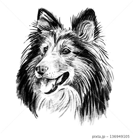 Black and white hand-drawn illustration of a Shetland Sheepdog head in cross-hatching technique. Detailed portrait with expressive eyes and rich textured fur. Isolated on light background. High Black and white hand-drawn illustration of a Shetland Sheepdog head in cross-hatching technique. Detailed portrait with expressive eyes and rich textured fur. Isolated on light background. High 136949105