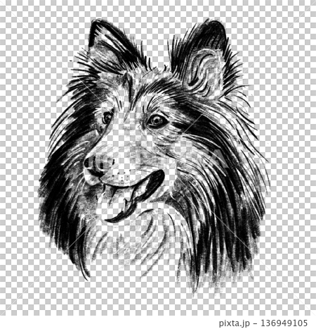 Black and white hand-drawn illustration of a Shetland Sheepdog head in cross-hatching technique. Detailed portrait with expressive eyes and rich textured fur. Isolated on light background. High Black and white hand-drawn illustration of a Shetland Sheepdog head in cross-hatching technique. Detailed portrait with expressive eyes and rich textured fur. Isolated on light background. High 136949105