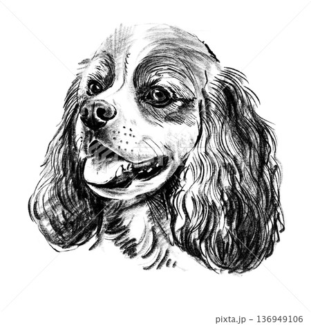 Black and white hand-drawn illustration of a Cocker Spaniel dog head in cross-hatching technique. Detailed portrait with expressive eyes and long wavy fur. Isolated on light background. High quality 136949106