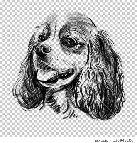 Black and white hand-drawn illustration of a Cocker Spaniel dog head in cross-hatching technique. Detailed portrait with expressive eyes and long wavy fur. Isolated on light background. High quality 136949106