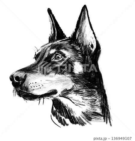 Black and white hand-drawn illustration of a Doberman dog head in cross-hatching technique. Detailed portrait with expressive eyes and textured fur. Isolated on light background. High quality Black and white hand-drawn illustration of a Doberman dog head in cross-hatching technique. Detailed portrait with expressive eyes and textured fur. Isolated on light background. High quality 136949107
