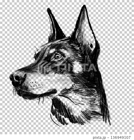 Black and white hand-drawn illustration of a Doberman dog head in cross-hatching technique. Detailed portrait with expressive eyes and textured fur. Isolated on light background. High quality Black and white hand-drawn illustration of a Doberman dog head in cross-hatching technique. Detailed portrait with expressive eyes and textured fur. Isolated on light background. High quality 136949107