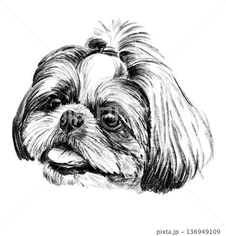 Black and white hand-drawn illustration of a Shih Tzu dog head in cross-hatching technique. Detailed portrait with expressive eyes and long silky fur. Isolated on light background. High quality 136949109