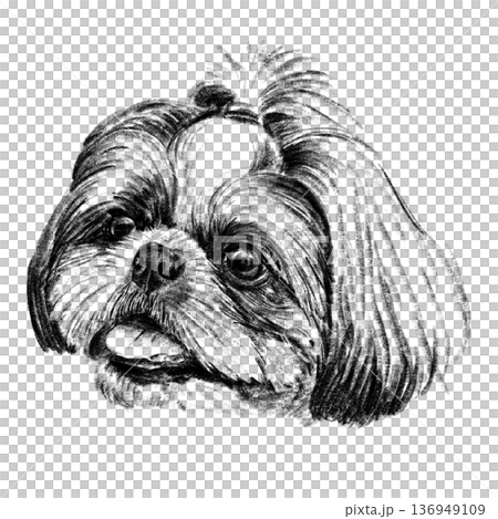 Black and white hand-drawn illustration of a Shih Tzu dog head in cross-hatching technique. Detailed portrait with expressive eyes and long silky fur. Isolated on light background. High quality 136949109