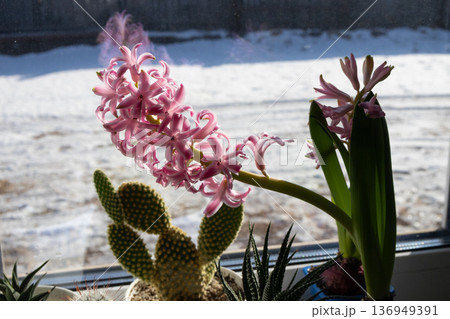 Joyful Pink Hyacinth Blossoms Bring Spring Cheer to a Snowy Window View Joyful Pink Hyacinth Blossoms Bring Spring Cheer to a Snowy Window View 136949391