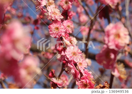 茨城水戸の偕楽園で見た満開の梅のピンクの花 136949536