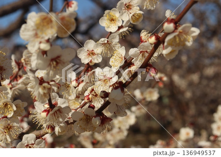 茨城水戸の偕楽園で見た満開の白い梅の花 茨城水戸の偕楽園で見た満開の白い梅の花 136949537