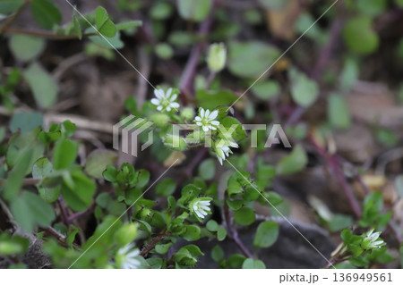 冬の空き地に咲く白い小さなハコベの花 冬の空き地に咲く白い小さなハコベの花 136949561