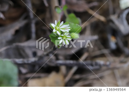 冬の空き地に咲く白い小さなハコベの花 136949564