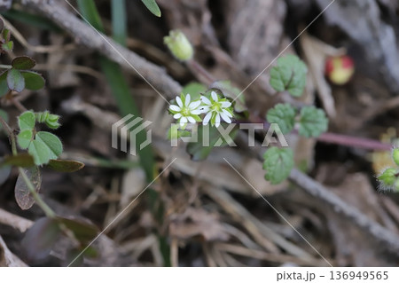 冬の空き地に咲く白い小さなハコベの花 136949565