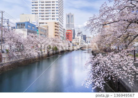 春の大岡川プロムナード 横浜の街並みと川沿いに咲く桜の風景【神奈川県・横浜市】 春の大岡川プロムナード 横浜の街並みと川沿いに咲く桜の風景【神奈川県・横浜市】 136949567