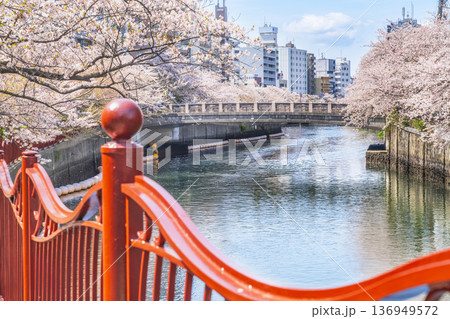 横浜・大岡川プロムナードの春景色　桜咲く川沿いの風景【神奈川県・横浜市】 136949572