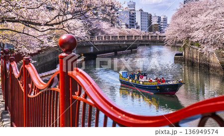 桜咲く大岡川をゆく観光船【神奈川県・横浜市】 136949574