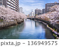 横浜・大岡川プロムナードの春景色　桜咲く川沿いの風景【神奈川県・横浜市】 136949575