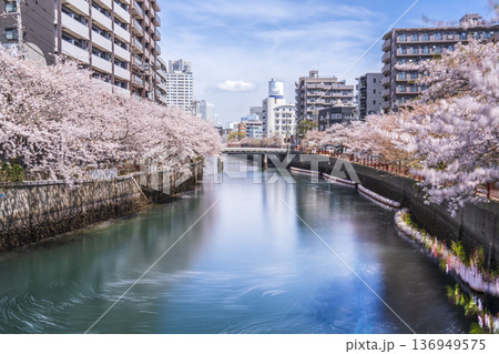 横浜・大岡川プロムナードの春景色　桜咲く川沿いの風景【神奈川県・横浜市】 136949575