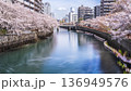 春の大岡川プロムナード　横浜の街並みと川沿いに咲く桜の風景【神奈川県・横浜市】 136949576