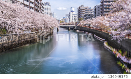 春の大岡川プロムナード　横浜の街並みと川沿いに咲く桜の風景【神奈川県・横浜市】 136949576