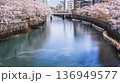 春の大岡川の風景　水面に映る美しい桜【神奈川県・横浜市】 136949577
