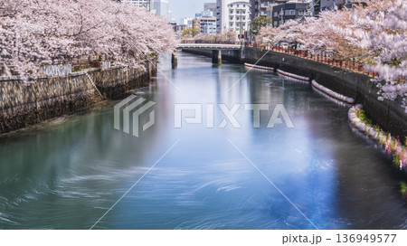 春の大岡川の風景　水面に映る美しい桜【神奈川県・横浜市】 136949577