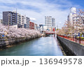 桜咲く大岡川プロムナードの風景【神奈川県・横浜市】 136949578
