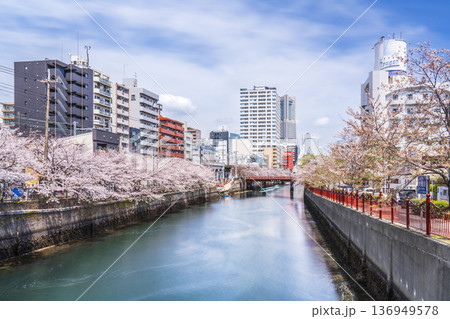桜咲く大岡川プロムナードの風景【神奈川県・横浜市】 桜咲く大岡川プロムナードの風景【神奈川県・横浜市】 136949578