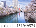 桜咲く大岡川プロムナードの風景　水面に映る美しい桜と街並み【神奈川県・横浜市】 136949579