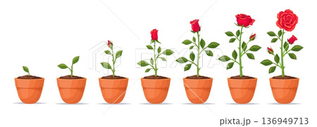Rose growth stage. Red roses plant grow process, flower garden farm development stages sequence seedling plant in pot cycle seed bud stem thorn, plantation neat vector illustration Rose growth stage. Red roses plant grow process, flower garden farm development stages sequence seedling plant in pot cycle seed bud stem thorn, plantation neat vector illustration 136949713