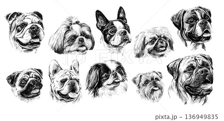 Collection of black and white hand-drawn brachycephalic dog portraits in detailed sketch style. Various flat-faced breeds with expressive features and rich shading. Artistic canine illustration set on Collection of black and white hand-drawn brachycephalic dog portraits in detailed sketch style. Various flat-faced breeds with expressive features and rich shading. Artistic canine illustration set on 136949835