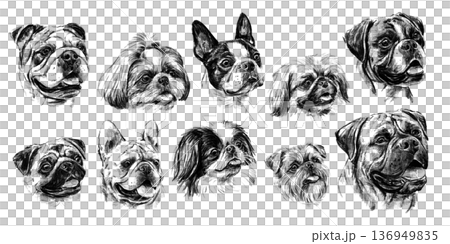 Collection of black and white hand-drawn brachycephalic dog portraits in detailed sketch style. Various flat-faced breeds with expressive features and rich shading. Artistic canine illustration set on Collection of black and white hand-drawn brachycephalic dog portraits in detailed sketch style. Various flat-faced breeds with expressive features and rich shading. Artistic canine illustration set on 136949835