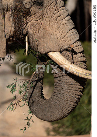 Elephant trunk and tusk feeding on tree branches 136950169