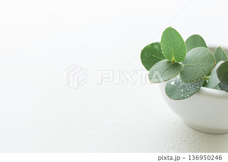瑞々しいユーカリの葉　植物の白背景素材 136950246
