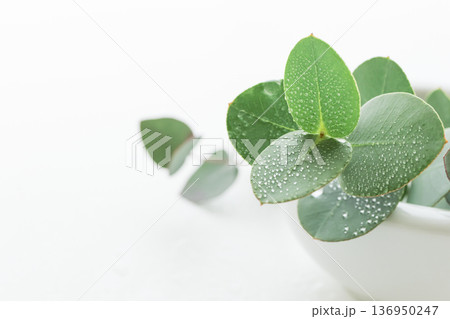 瑞々しいユーカリの葉 植物の白背景素材 瑞々しいユーカリの葉 植物の白背景素材 136950247