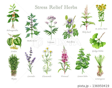 Medicinal herbs for stress relief watercolor illustration set. Hand drawn medicinal plants for mental healing and brain relaxation on white background. Vintage style botanical collection 136950419