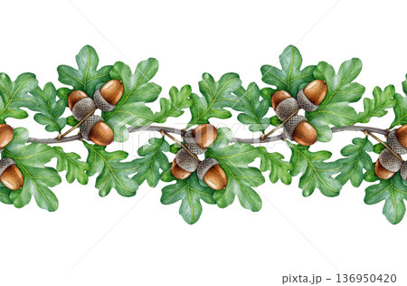 Oak branch with acorns seamless border elegant decor element isolated on white background. Hand drawn oak tree twigs with green leaves and brown acorn vintage style watercolor botanical illustration 136950420